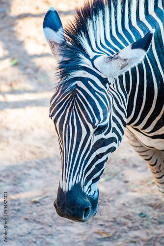 Close up of Zebra herd