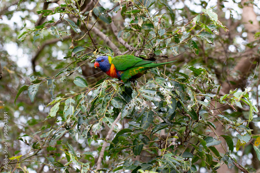 Rainbow Lorikeet Parrot Sitting in Green Trees Trying to Eat Bugs, Australia, Queensland, Nature, Rainbow Lorikeet Parrot Sitting in Green Trees Trying to Eat Bugs, Australia, Queensland, Nature,