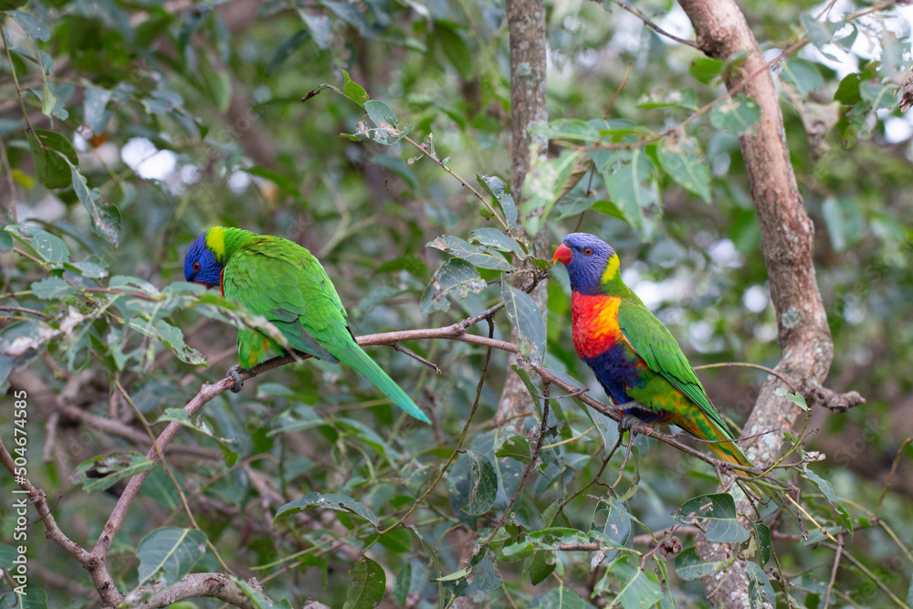 Obraz premium Rainbow Lorikeet Parrot Sitting in Green Trees Trying to Eat Bugs, Australia, Queensland, Nature,
