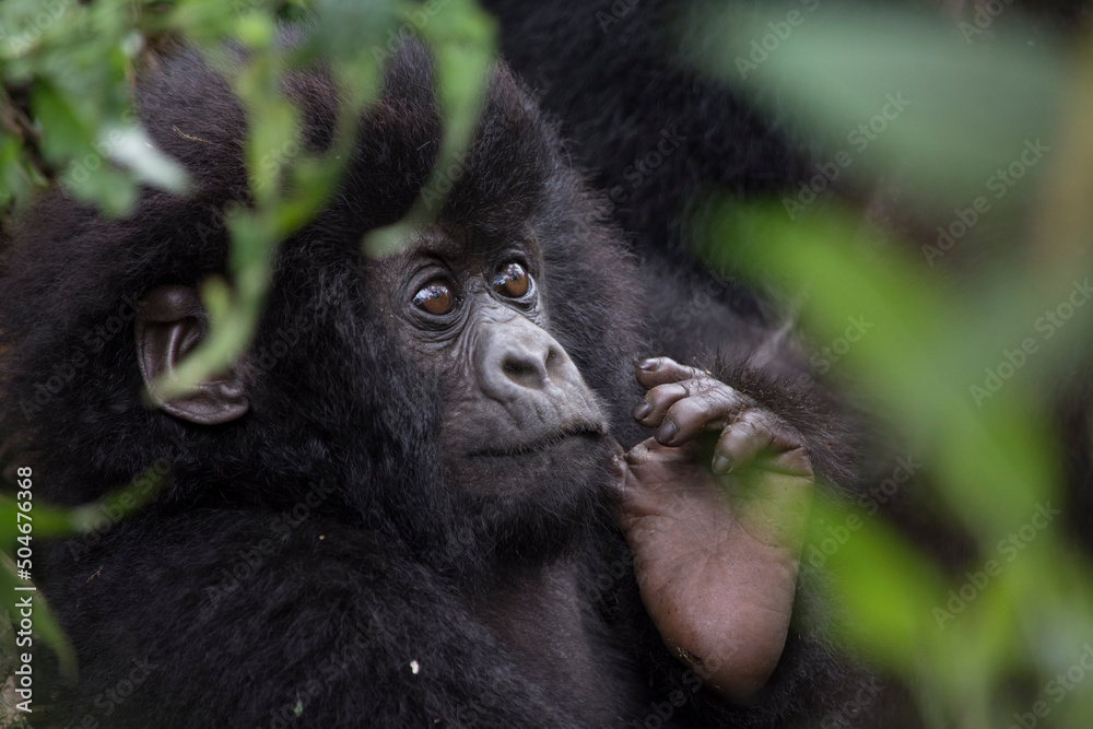 Obraz premium Baby Mountain Gorilla Scratches Face with Foot in Virunga National Park, DRC.