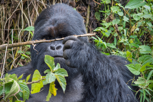 A Silverback Mountain Gorilla Investigates a Root for Insects in Virunga National  photo