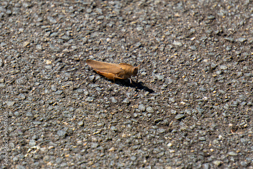 Carolina grasshopper on grey concrete photo