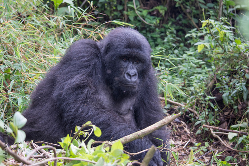 Portrait of Female Mountain Gorilla in Virunga National Park, DRC. © Michael B. Kowalski