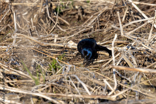 The common grackle (Quiscalus quiscula) with caught crayfish on the shore of the lake. photo