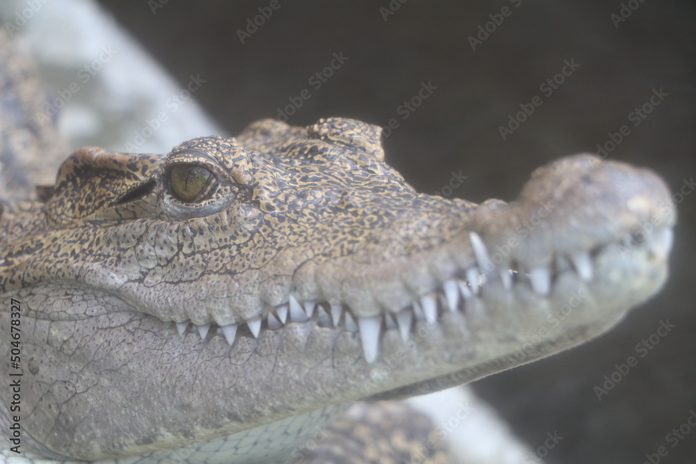 Obraz premium 怖くて迫力のある鰐（爬虫類）