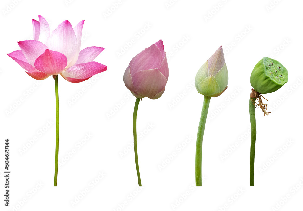 Collection Waterlily (Pink lotus) blooming and bud. Isolated on a white background and clipping path. 