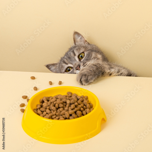 A cute gray cat and a bowl of food on a yellow background. Reaching for his favorite food, little thief.