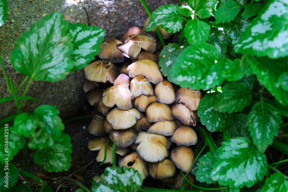 Group of mushrooms growing in the garden among green plants. Toadstool fungi mycelium spawn. Natural background texture photo. Group of mushrooms growing in the garden among green plants. Toadstool fungi mycelium spawn. Natural background texture photo.
