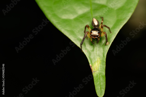 Jumping spider-Emathis sumatranus photo