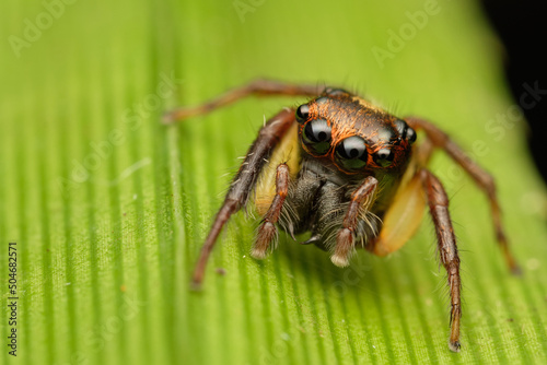 Jumping spider-Emathis sumatranus
