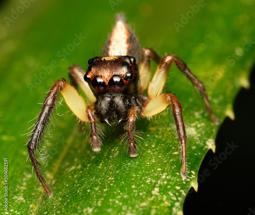 Jumping spider-Emathis sumatranus