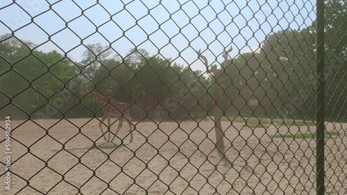 Giraffe in a cage. Animals in captivity. Alipur Zoological Garden, Kolkata, West Bengal, India South Asia 18 April 2021 photo