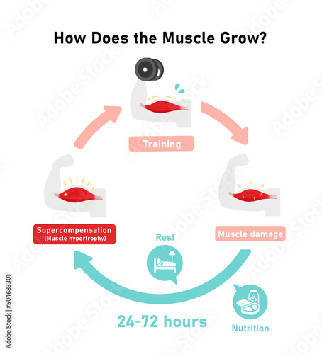 Mechanism of muscle growth ( supercompensation ). Vector illustration
