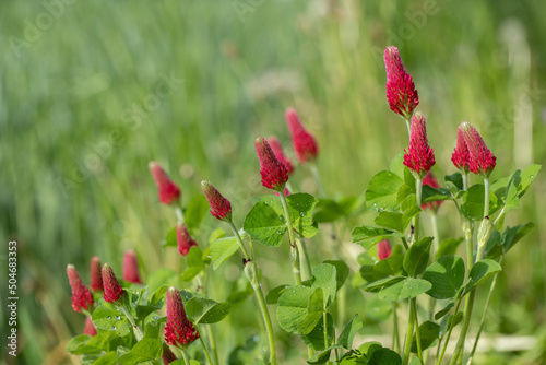 Blooming crimson clover (Trifolium incarnatum). Use as forage plant. photo