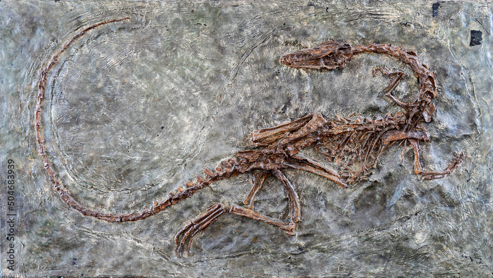 Fototapeta premium fossilized scary petrified Velociraptor dinosaur fossil remains in stone with details of skeleton with skull