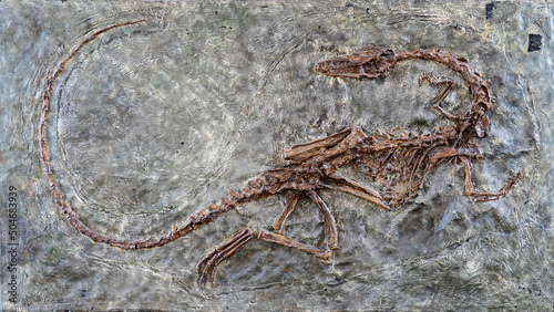 fossilized scary petrified Velociraptor dinosaur fossil remains in stone with details of skeleton with skull © diy13