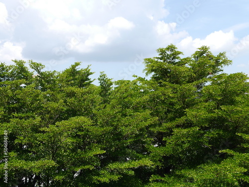 image for background lush greenery feel fresh of big green trees © Lisabkk