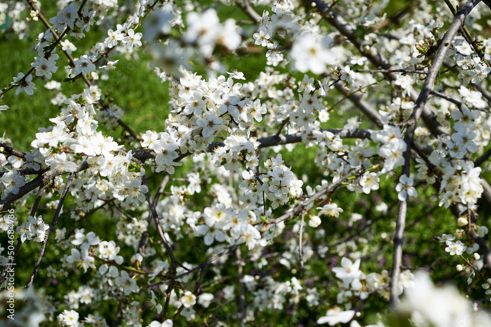 white flowering cherry plum branches in the garden in spring background backdrop white flowering cherry plum branches in the garden in spring background backdrop