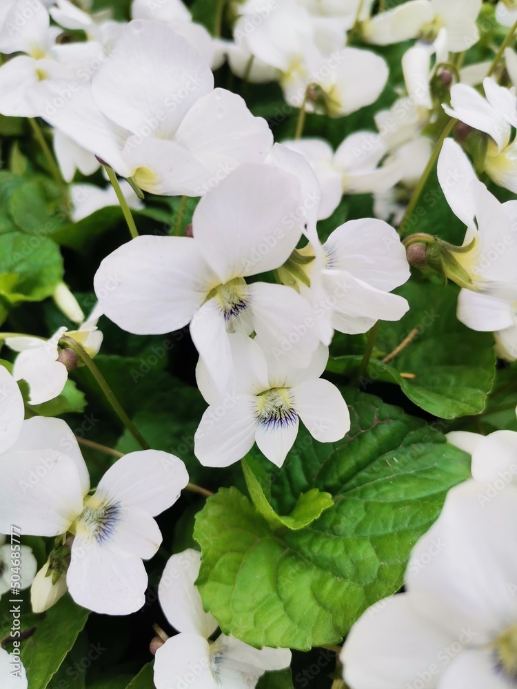 Fototapeta premium white flowers in the garden