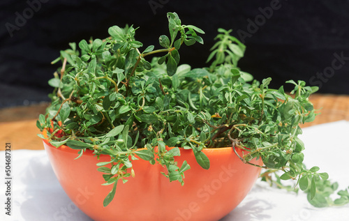 tropical herb Glinus oppositifolius, also known as Gima (or gime) Shak, Bitter Cumin, Indian Chickweed etc. It is a medicinal plant and its bitter tasting leaves are used in cooking. photo