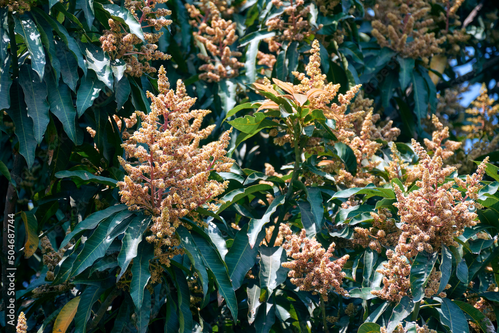 Bouquet of flowers (Inflorescence) in a large mango tree (Mangifera