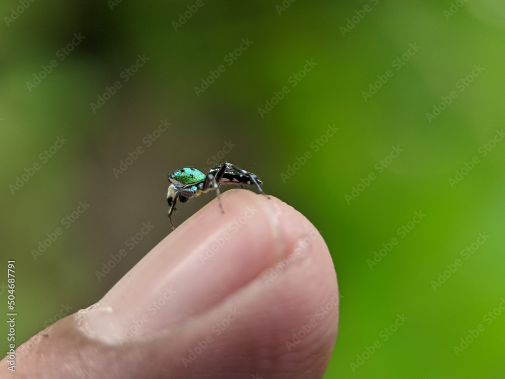 Small green spider (Cosmophasis) on a someone finger with blur or bokeh background. Small green spider (Cosmophasis) on a someone finger with blur or bokeh background.