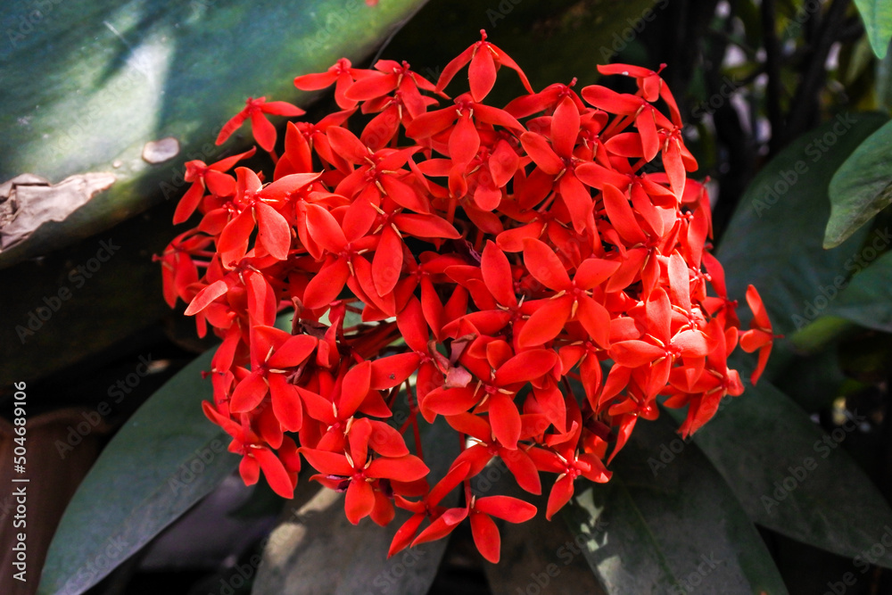 Chetti Flower red flowers of the ixora plant (Ixora coccinea) blooming beautifully ...