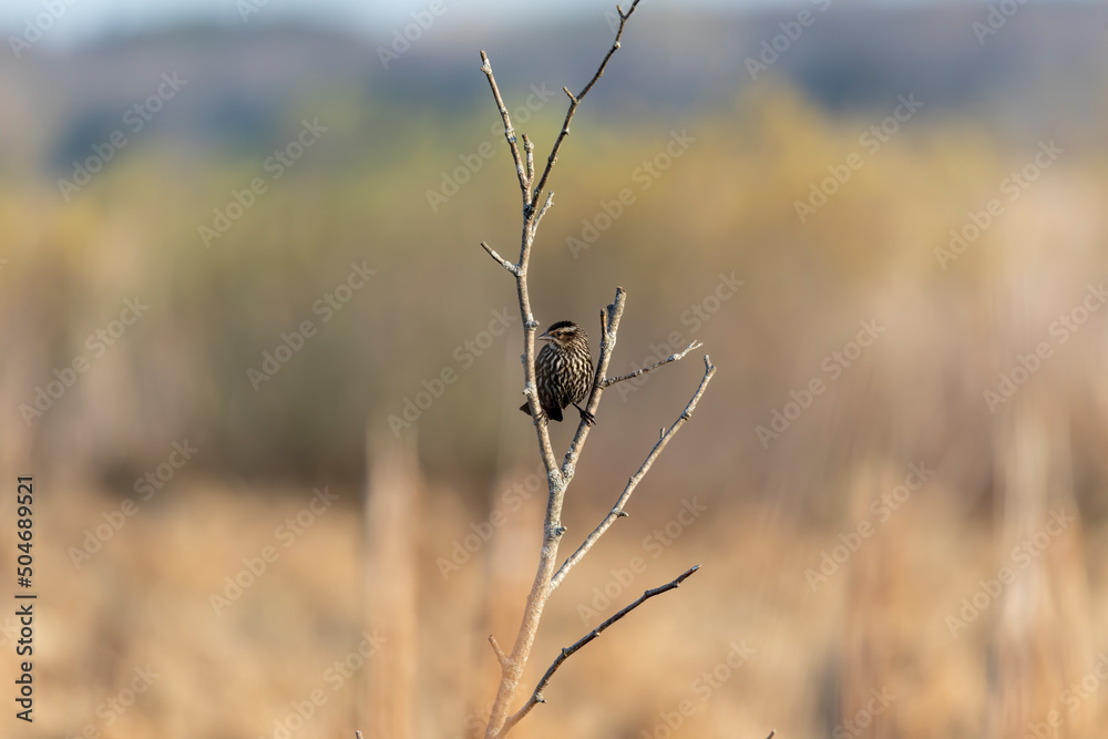 Female red-wing blackbird sitting on the marsh on spring. Natural environment in conservation Wisconsin area . Female red-wing blackbird sitting on the marsh on spring. Natural environment in conservation Wisconsin area .