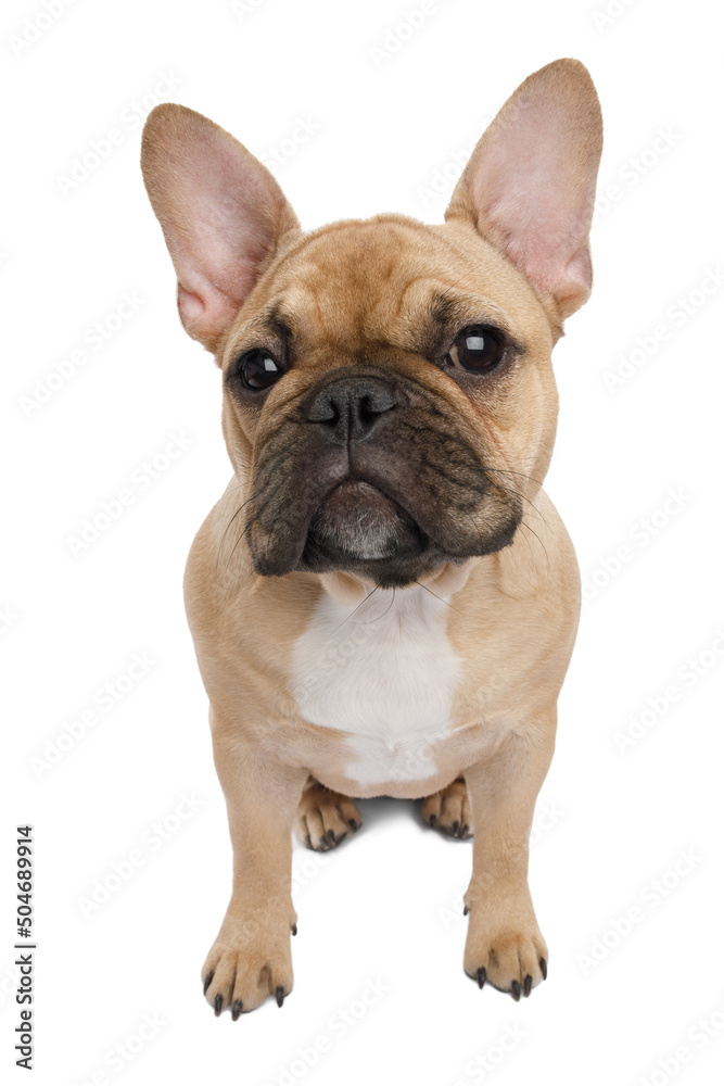 Funny French bulldog, sitting on an isolated white background, front view