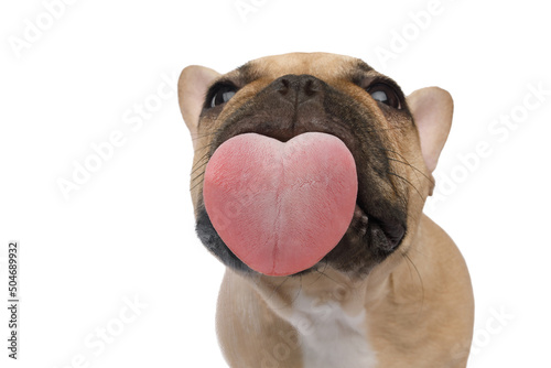 Funny portrait of a French bulldog licking the screen with pleasure, heart-shaped tongue, on an isolated black background, front view