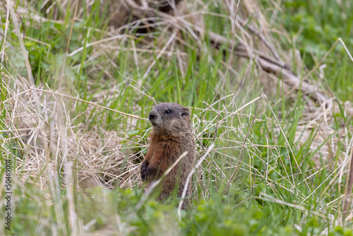 The groundhog (Marmota monax), also known as a woodchuck on a meadow standing by the burrow photo