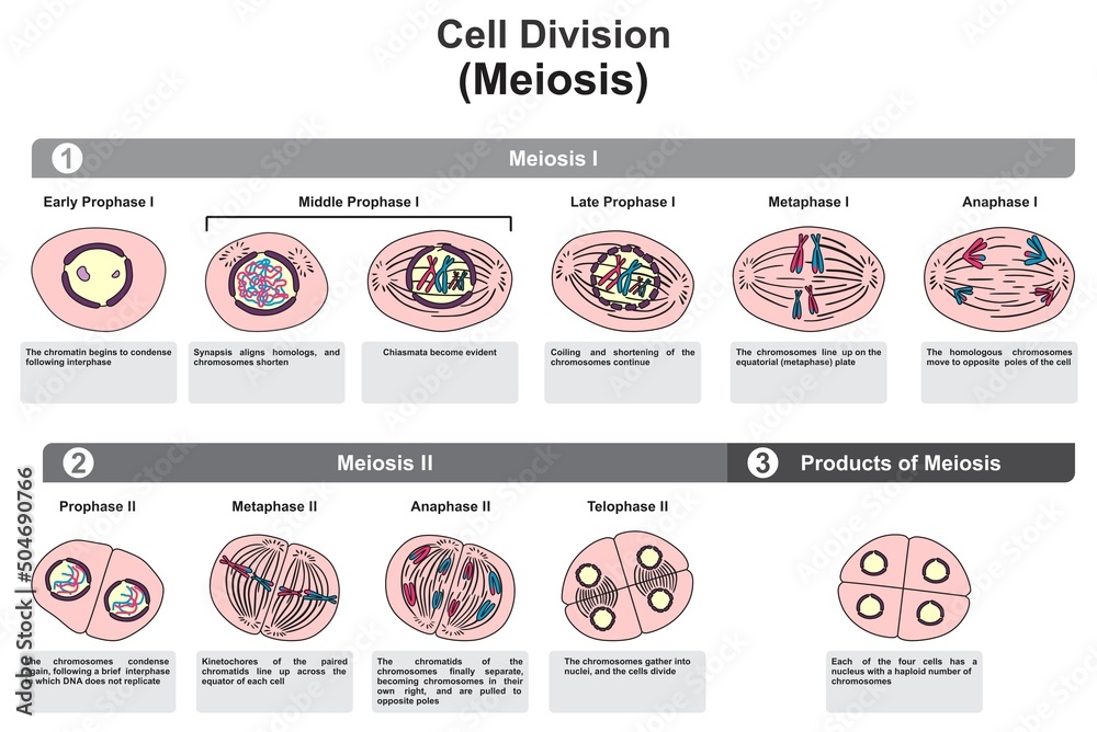 Stages Of Meiosis Cartoon Biology Diagrams