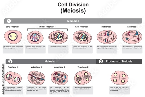 Cell division meiosis stages infographic diagram for biology science education cartoon vector drawing illustration sexually reproducing organism gametes chromosome reductional division of germ cells