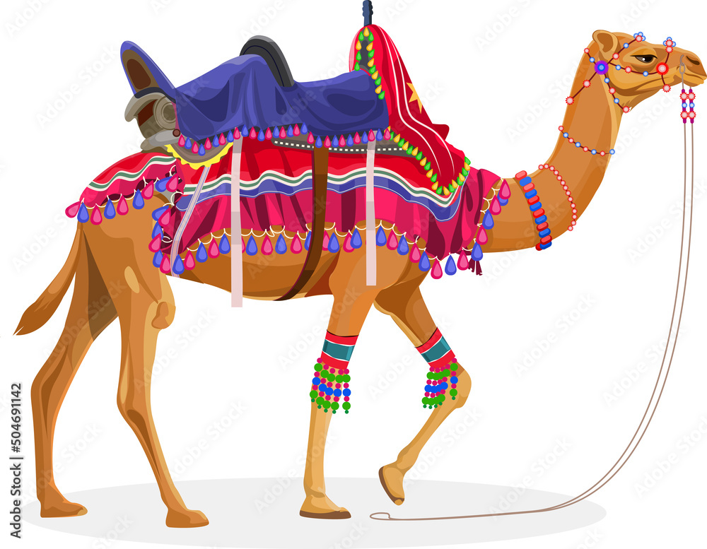Beautiful Decorated dromedary camel in India