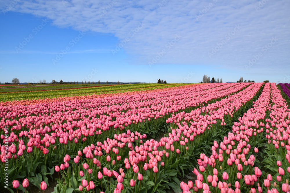 View of Skagit Valley Tulip Field, Washington, USA