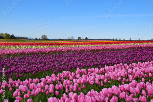 View of Skagit Valley Tulip Field, Washington, USA