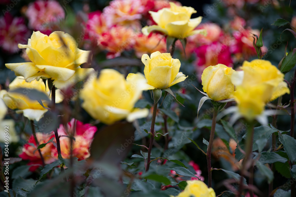 薔薇 薔薇
