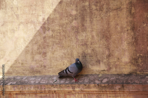 pigeon on the wall © 상만 배