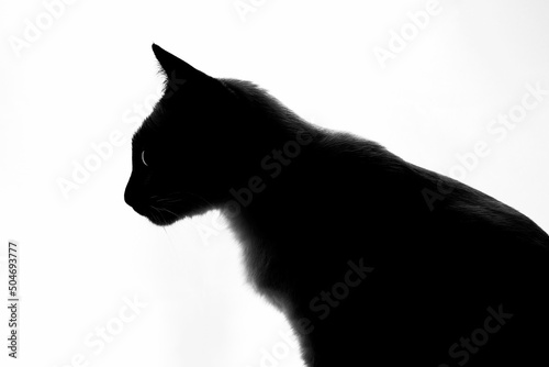 Black and white profile portrait silhouette of mekong bobtail (siamese) cat against bright light © watcherfox