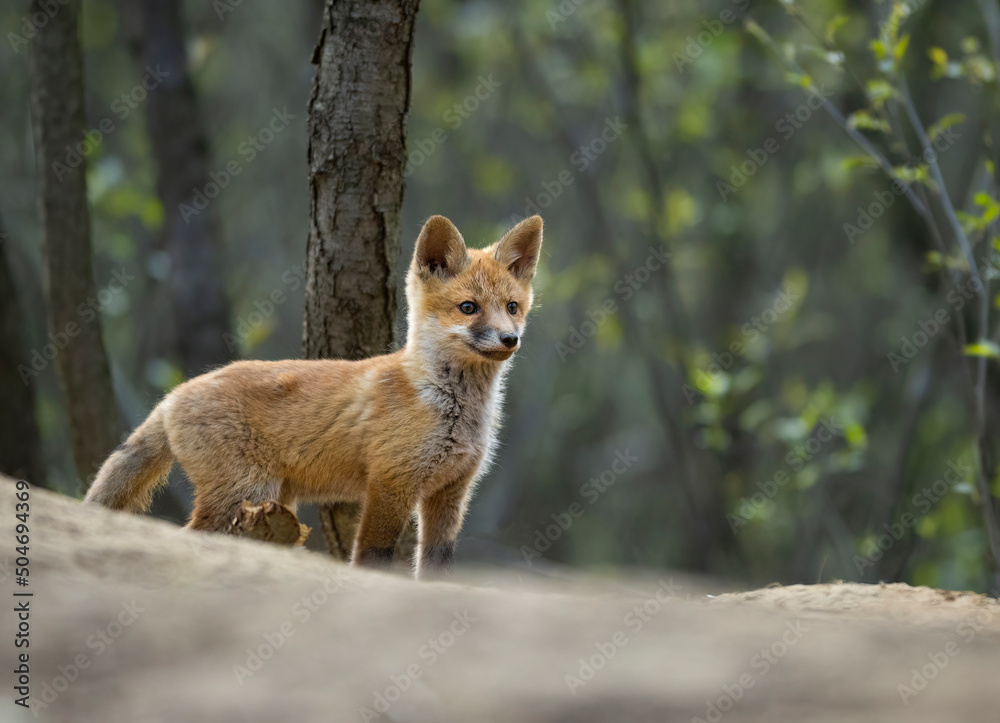 Cute young red fox in the forest ( Vulpes vulpes )