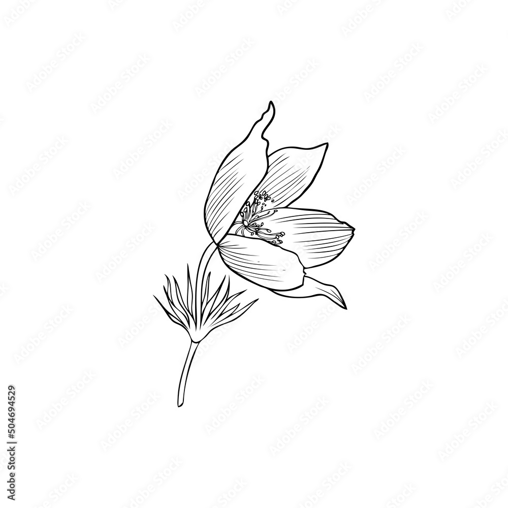 Decorative Lumbago meadow vector hand drawn ink illustration isolated on white, line art Pulsatilla flower doodle sketch, Pasque anemone botanical black for design herbal tea, cosmetic, medicine