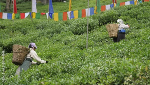Women harvesting green tea in a field, in Darjeeling, India