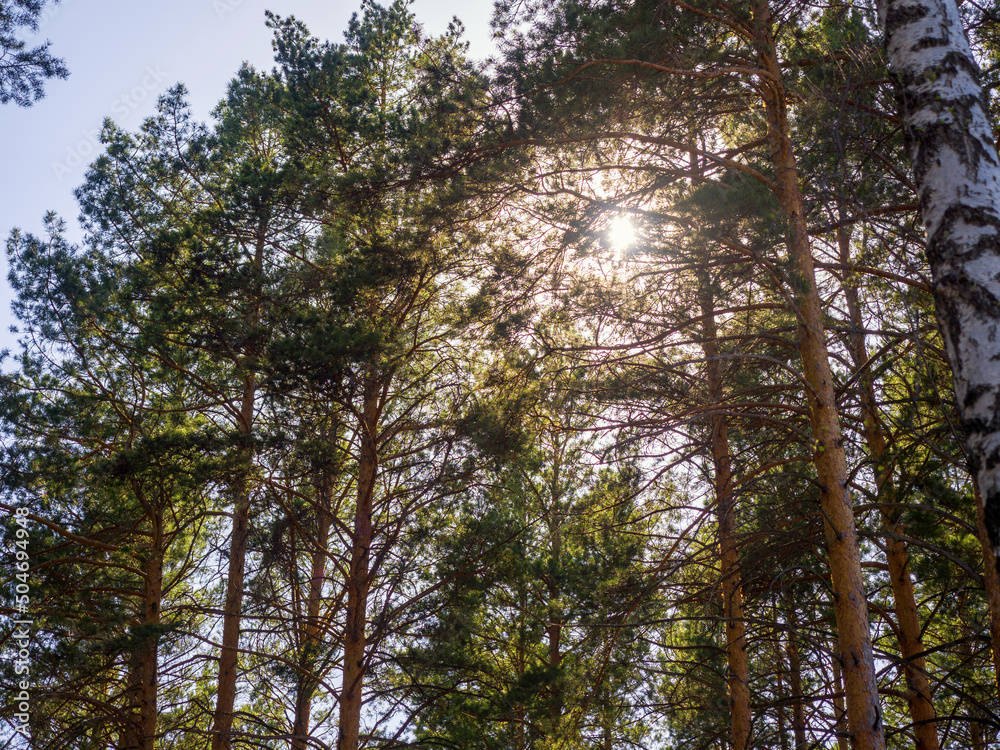 The sun shines through the crowns of pines. Beautiful summer view The sun shines through the crowns of pines. Beautiful summer view