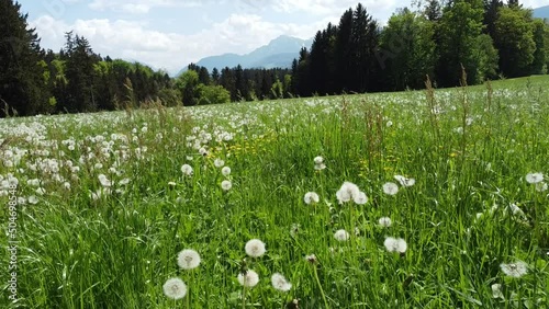 video of aerial drone top down view on gorges and lush alpine fields with grass plants and dandelion surrounded by forests and mountains