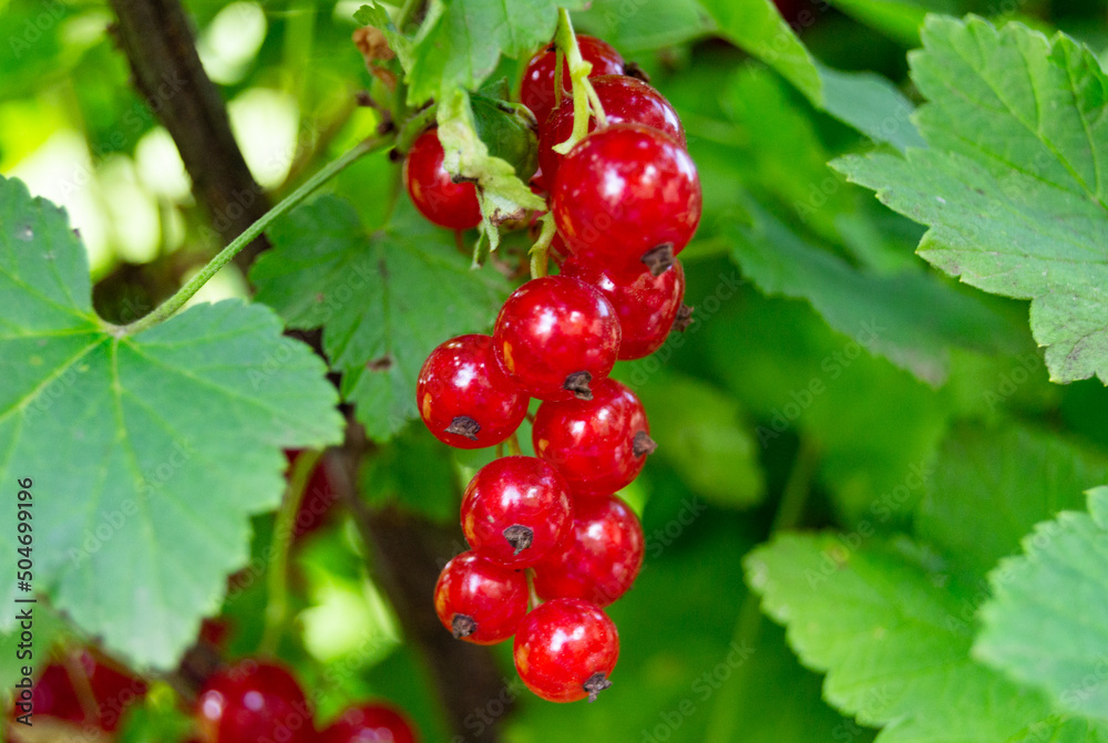 Photography on theme beautiful bush berry red currant Photography on theme beautiful bush berry red currant