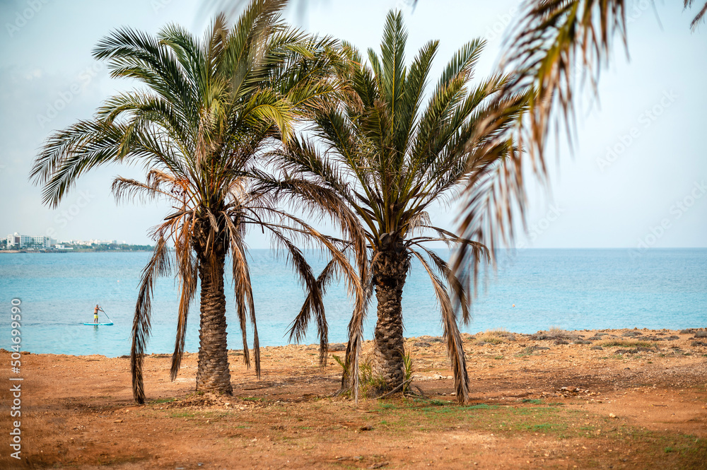 Fototapeta premium Palm trees growing on beach with amazing view of blue sea