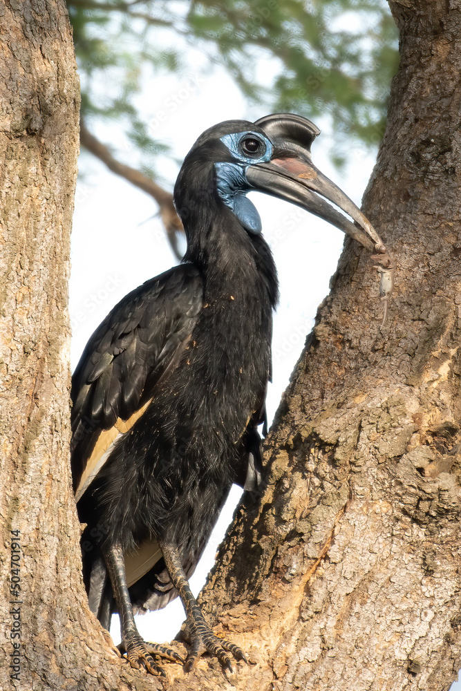 Obraz premium Abyssinian ground hornbill or northern ground hornbill (Bucorvus abyssinicus) posing with its prey in Murchison Falls national park, Uganda, Africa