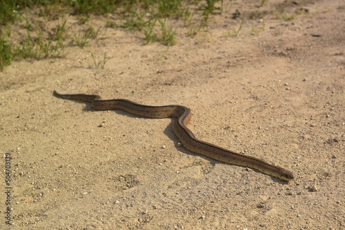 wąż płaz zwierzę droga piasek natura #504703139