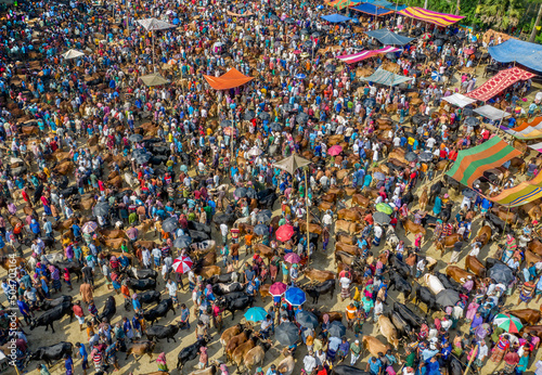 Thousands of cows are lined up to be sold at a bustling cattle market in Bangladesh. Over 50,000 of the animals are gathered together by farmers.