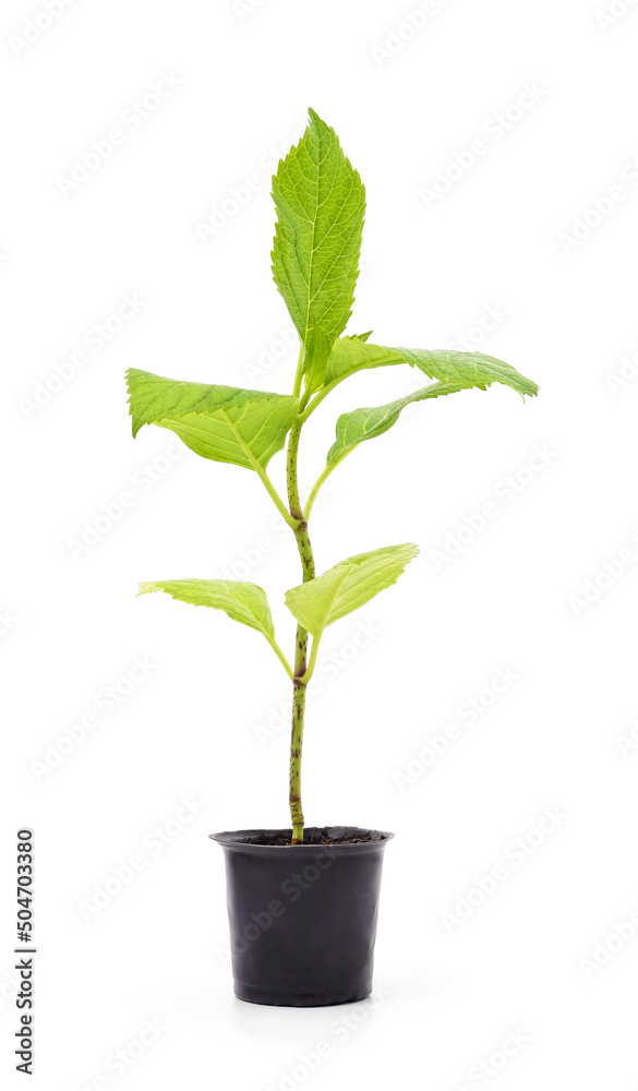 Hydrangea seedling in a pot. Hydrangea seedling in a pot.